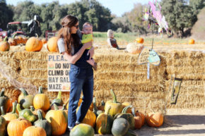 pumpkin patch