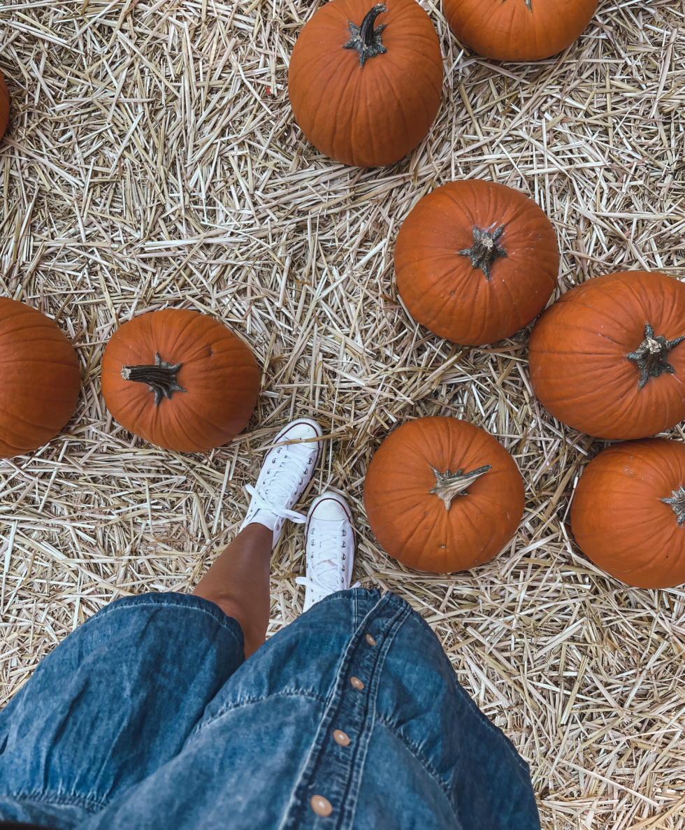 pumpkin-patch-3.jpg